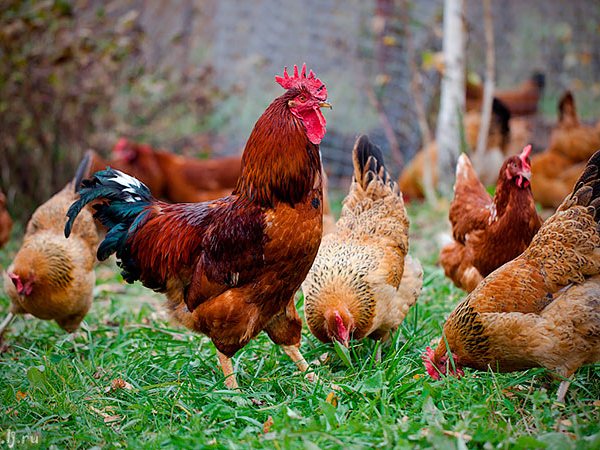 Породы куриц | ЗооТом - продажа, вязка и услуги для животных в Унече