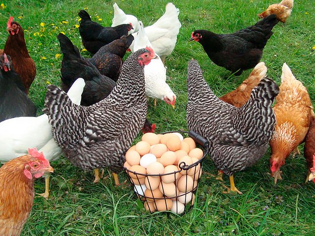 Содержание кур и уход за ними | ЗооТом - продажа, вязка и услуги для животных в Унече