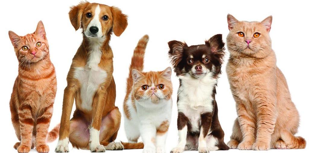 Доска объявлений о животных | ЗооТом - продажа, вязка и услуги для животных в Унече