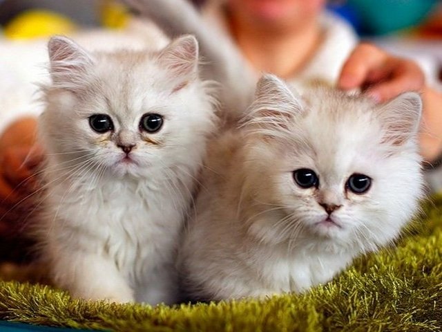 Породы кошек в Унече | ЗооТом портал о животных