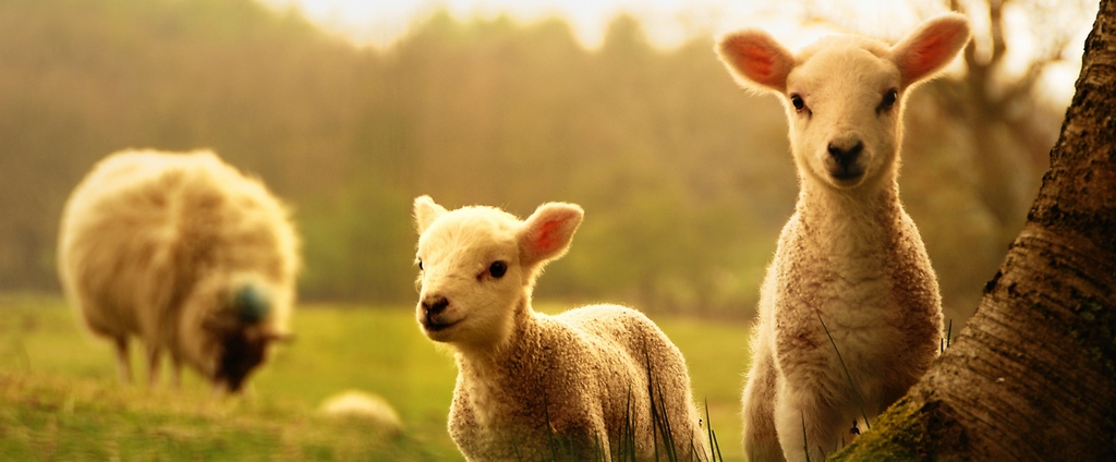 Объявления о сельскохозяйственных животных | ЗооТом - продажа, вязка и услуги для животных в Унече