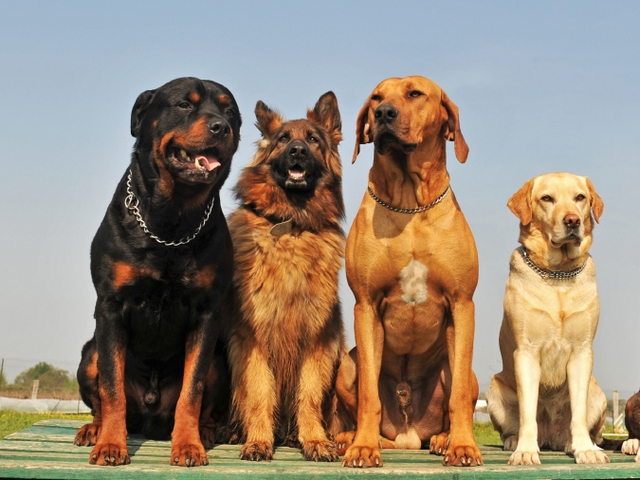 Крупные породы собак в Унече | ЗооТом портал о животных