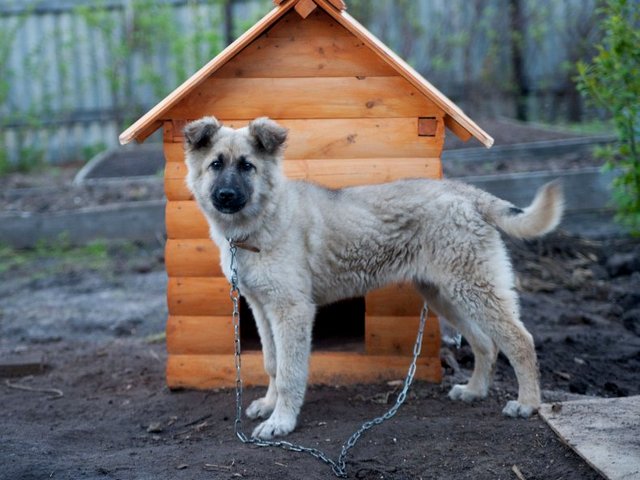 Все о собаках в Унече Все о собаках в Унече